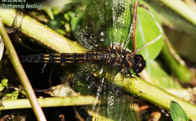 Trithemis festiva (Rambur, 1842) 樂仙蜻蜓