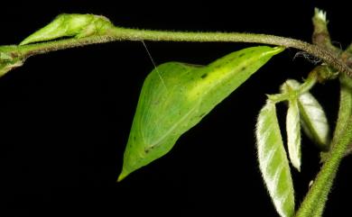 Eurema alitha esakii Shirozu, 1953 島嶼黃蝶