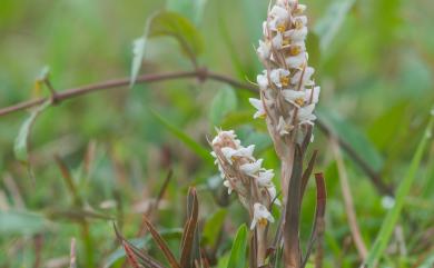 Zeuxine strateumatica var. strateumatica (L.) Schltr. 線柱蘭