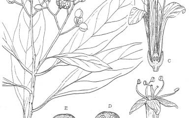 Ehretia longiflora Champ. ex Benth. 長花厚殼樹
