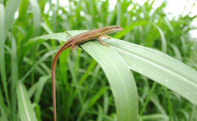 Takydromus viridipunctatus Lue & Lin, 2008 翠斑草蜥