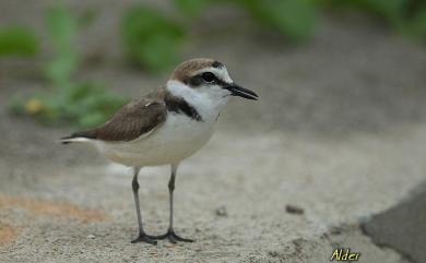 Charadrius dealbatus Swinhoe, 1870 白臉鴴