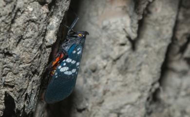 Lycorma meliae Kato, 1929 紅翅蠟蟬