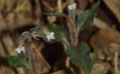 Cheirostylis tortilacinia 和社指柱蘭