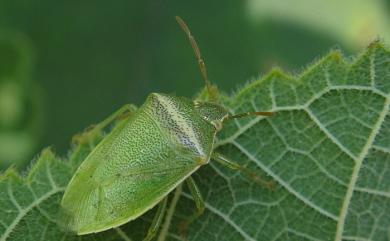 Piezodorus hybneri (Gmelin, 1790) 璧蝽