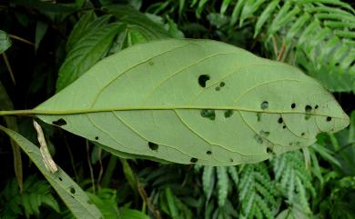 Litsea akoensis 屏東木薑子