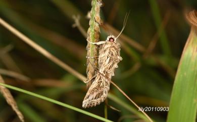 Spodoptera litura (Fabricius, 1775) 斜紋夜盜蛾