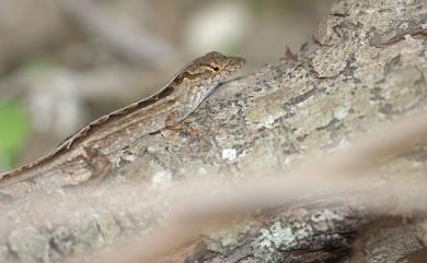 Anolis sagrei Duméril & Bibron, 1837 沙氏變色蜥