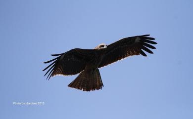 Milvus migrans formosanus Kuroda Sr, 1920 黑鳶(台灣亞種)