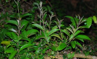 Capparis sikkimensis subsp. formosana 山柑