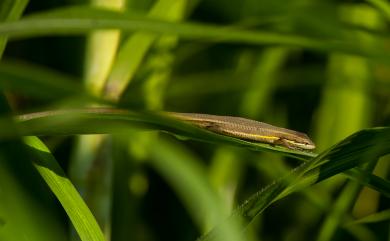 Takydromus luyeanus Lue & Lin, 2008 鹿野草蜥