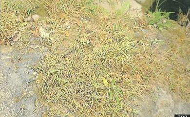 Pogonatherum crinitum (Thunb.) Kunth 金絲草
