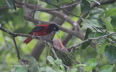 Oriolus traillii ardens (Swinhoe, 1862) 朱鸝