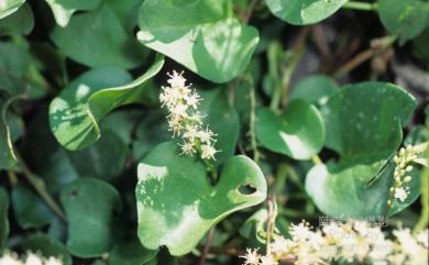 Anredera cordifolia (Ten.) Steenis 洋落葵