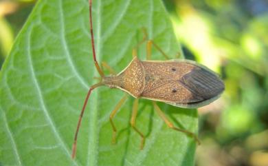 Homoeocerus pallididulus Blote, 1936 嘉義同緣蝽