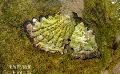 Saccostrea cucullata (Born, 1778) 僧帽牡蠣