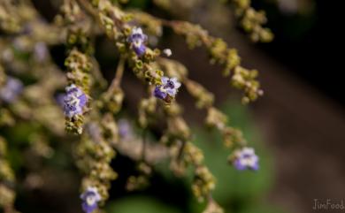 Vitex negundo 黃荊