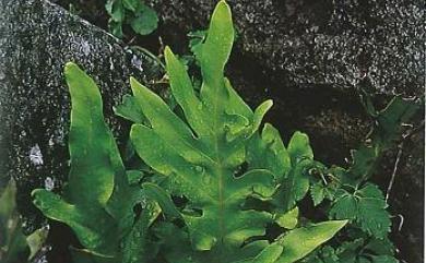 Microsorum scolopendria (Burm.f.) Copel. 海岸星蕨