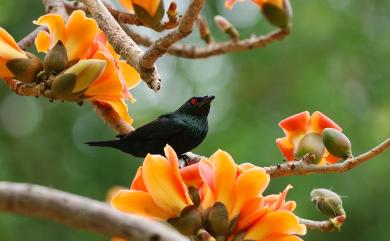 Aplonis panayensis (Scopoli, 1786) 亞洲輝椋鳥