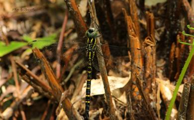 Polycanthagyna ornithocephala (McLachlan, 1883) 喙鋏晏蜓