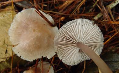 Mycena pura (Pers.: Fr.) Kummer 潔小菇