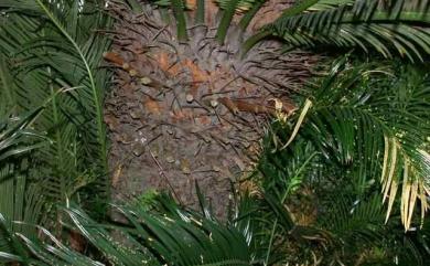 Cycas revoluta Thunb. 蘇鐵