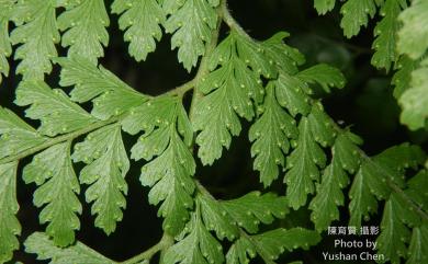 Microlepia strigosa (Thunb.) C.Presl 粗毛鱗蓋蕨