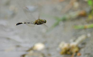 Orthetrum sabina sabina (Drury, 1770) 杜松蜻蜓