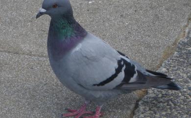 Columba livia Gmelin, 1789 岩鴿