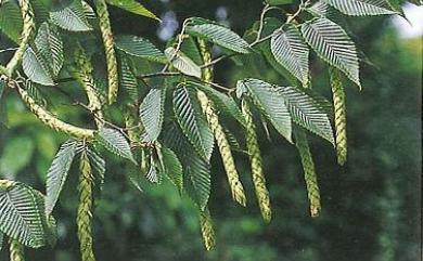 Carpinus rankanensis 蘭邯千金榆