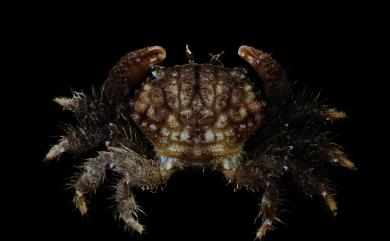 Pilodius areolatus (H. Milne Edwards, 1834) 網紋毛殼蟹