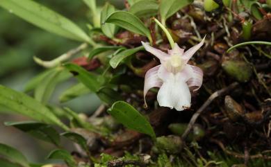 Dendrobium fargesii 小攀龍