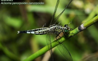 Acisoma panorpoides panorpoides Rambur, 1842 粗腰蜻蜓