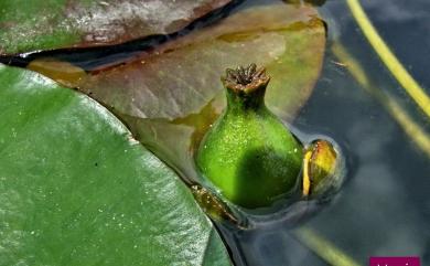 Nuphar pumila (Timm) DC. 臺灣萍蓬草