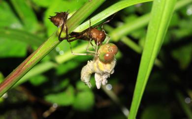 Sympetrum speciosum Oguma, 1915 黃基蜻蜓