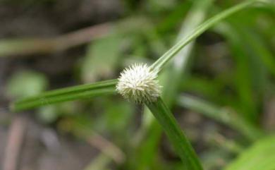 Cyperus mindorensis 單穗水蜈蚣