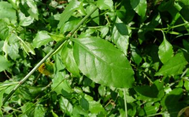 Plumbago zeylanica 烏面馬