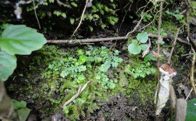 Selaginella devolii H.M.Chang, P.F.Lu & W.L.Chiou 棣氏卷柏