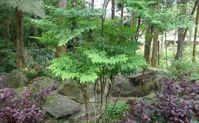 Nandina domestica Thunb. 南天竹