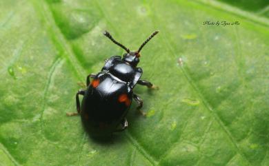 Mycetina similis (Chujo, 1938) 擬小形偽瓢蟲