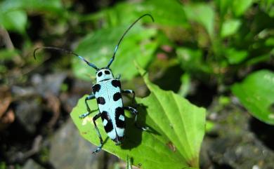 Paraglenea swinhoei Bates, 1866 黑紋蒼藍天牛