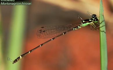 Mortonagrion hirosei (Asahina,1972) 四斑細蟌