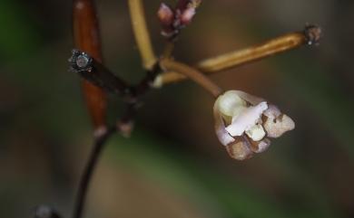 Lecanorchis multiflora var. multiflora J.J. Sm. 三裂皿蘭