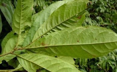 Helicia formosana 山龍眼