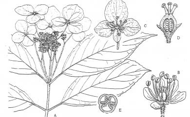 Hydrangea angustipetala 狹瓣八仙花