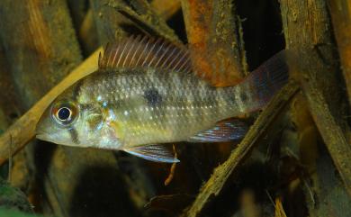 Geophagus brasiliensis (Quoy & Gaimard, 1824) 巴西珠母麗魚