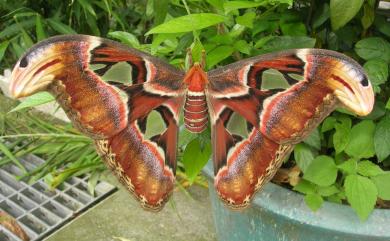 Attacus atlas atlas Linnaeus, 1758 皇蛾