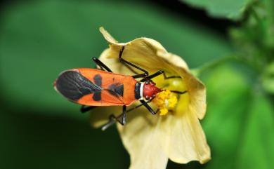 Dysdercus poecilus (Herrich-Schaefer, 1843) 聯斑棉紅蝽