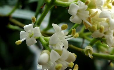 Ligustrum liukiuense 日本女貞