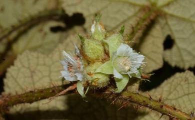 Rubus rufus Focke 棕紅懸鉤子